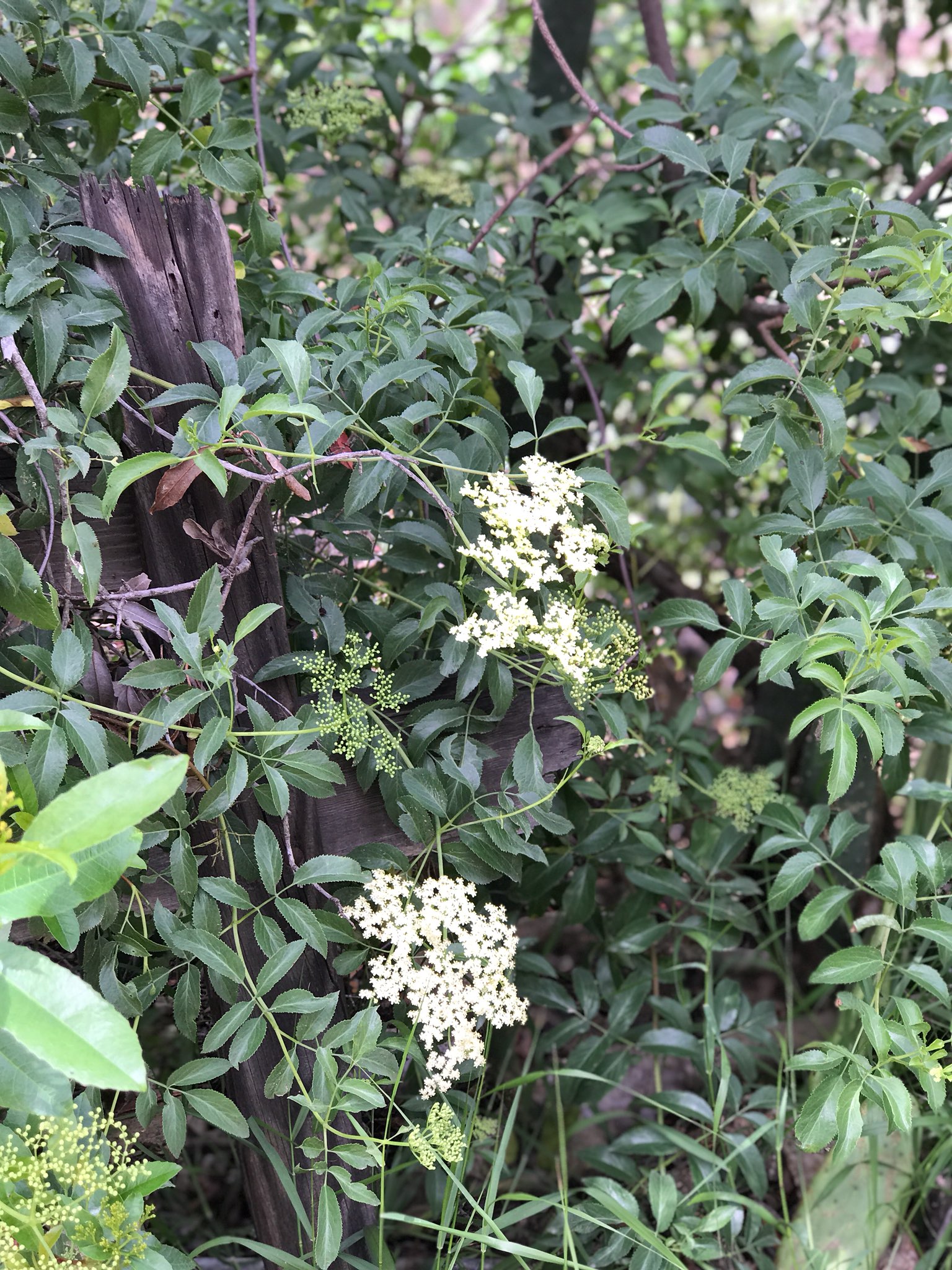 Shrub Identification 02 Symphoricarpos Albus